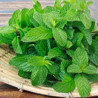 Bạc hà(Húng lủi) trồng tự nhiên